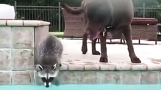 Pest & animals
