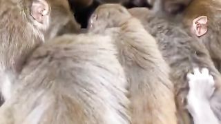 Animals 52