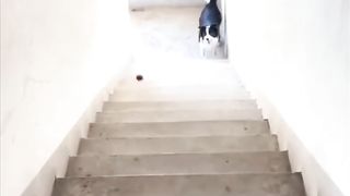 Dog having its own fun..