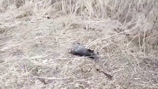 Ukraine Russia War | Destroyed Russian 2S3 Akatsiya in Zaporozhia Region | Heavy Losses | RCF