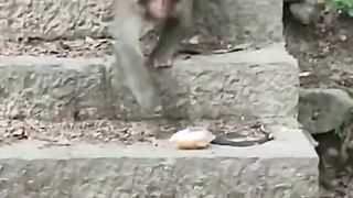 Funny Monkey Viral Video 44