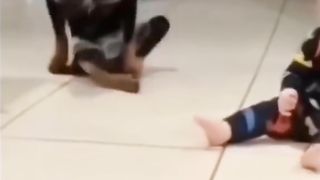 Funny Animals Viral Video 4