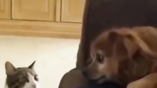 Funny Animals Viral Video 5