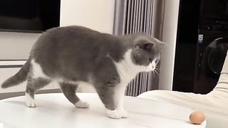 Funny Cats Viral Video