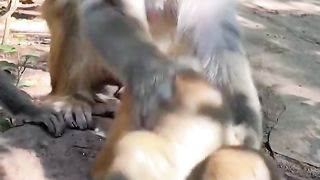 Animals 53
