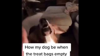Compilation tiktok funny animals
