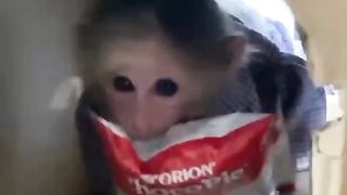 cute monkey watching movie