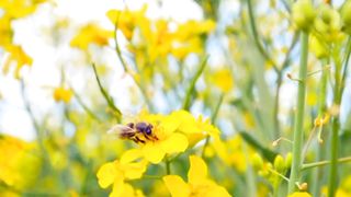 Natural Beauty | Relaxing View of Nature | Beautiful Nature Video | #nature #febspot