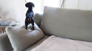 HARD DAY OF A MINI DACHSHUND AT HIS GRANDPARENTS 9:18