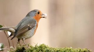 amzing brids