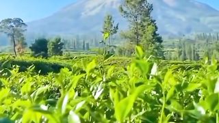 beauty in the village