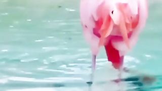 How Sweetheart Bird