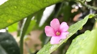beautiful flower 5