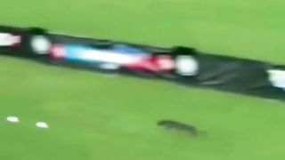Le chien l plus rapide au monde en action