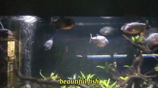 Beautiful fish 6