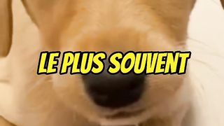les chiens les plus dangereux