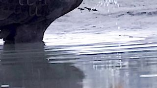 A big Eagle...