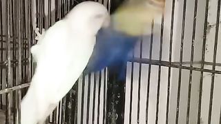 Birds 19