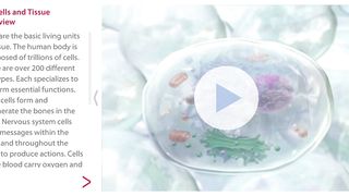 Cell and tissue overview