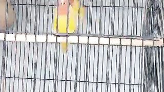My Birds 2