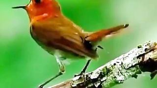 Kicau burung robin jepang _shorts