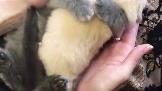 Baby cute animals dogs cat animals family...
