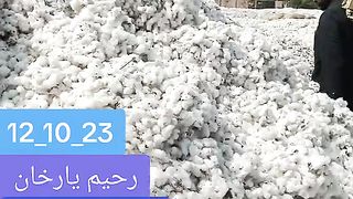 Cotton rare