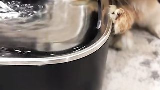 Bunny Reviews Favorite water fountain