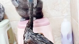 Funny Cat Vs Duck Viral Video