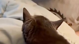 Funny Animals Funny cats