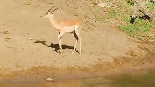 Animals 54
