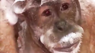 Funny Monkey Viral Video 45