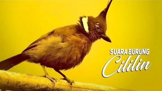 SUARA MERDU BURUNG CILILIN GACOR ASLI PARAH‼️????