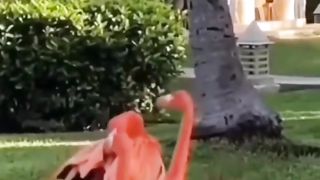 How Beautiful Bird View Video