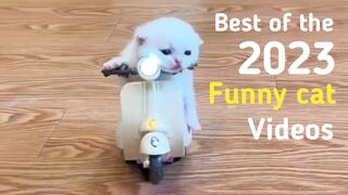 CAT LOVERS - BEST OF THE 2023 FUNNY CAT VIDEOS