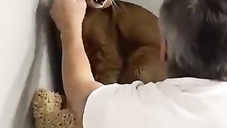 Caracal cat Ariel wants to scratch the eyes out of grandpa