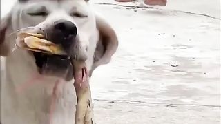 Mischievous dog.