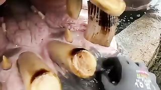 Hippo eating watermelon ????????