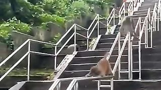 Monkey 23