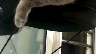 Cat pro max
