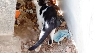 Its beautiful cat to watch