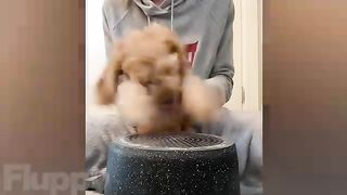 Cutest DOGS Compilation! ???? (Happy Doggos)