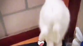 funny dog video 3