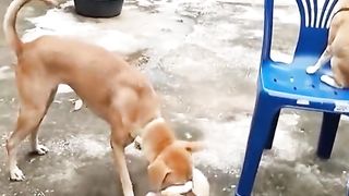 Cat and dog 7