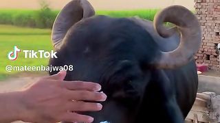 Fair and lovely cow version