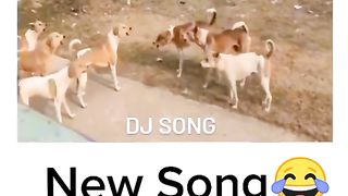 so funny dog video