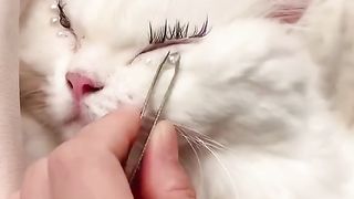 Cat eyes 4