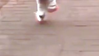 funny dog video 4