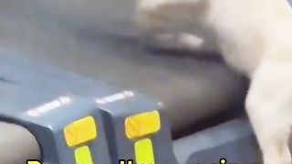 funny dog video 5