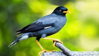 BURUNG JALAK KEBO GACOR BANGET NIH BOSS!